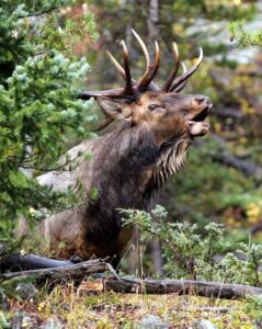 elk