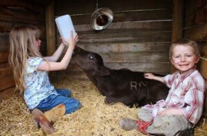 kids feeding baby animals