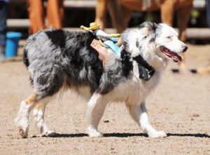 dog with toy cowboy