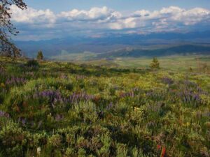 mountain meadows