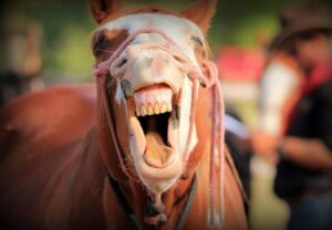 horse smile