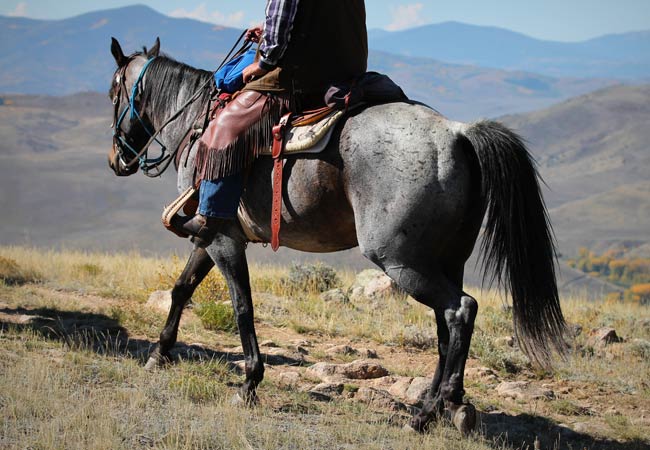 grey horse with rider