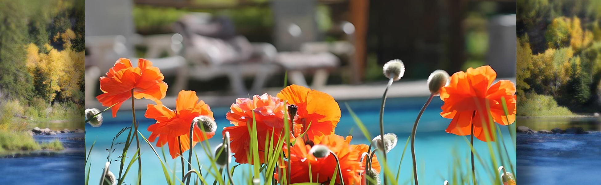 Poppies in bloom, pool in background