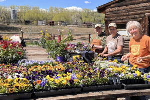 planting flowers