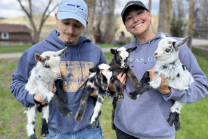 baby goats