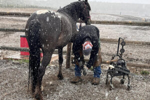 horse shoeing